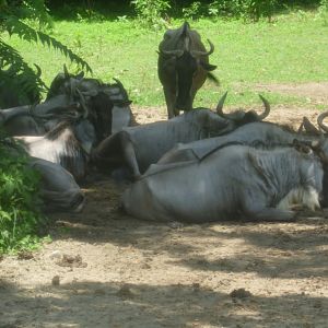 (blue?) Wildebeests July 2016