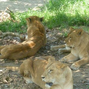 Lionesses July 2016