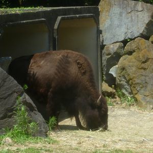 bison grazing near shelter July 2016