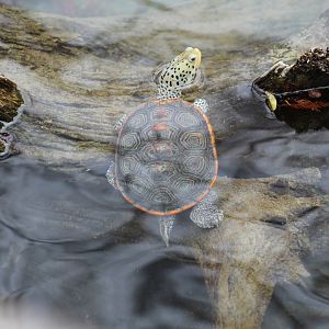 Texas Diamondback Terrapin