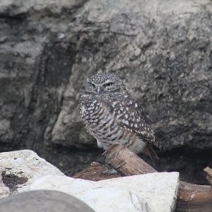 Burrowing Owl