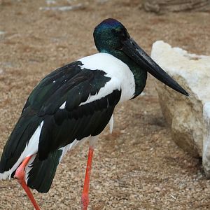 Black-Necked Stork