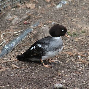 Barrow's Goldeneye?