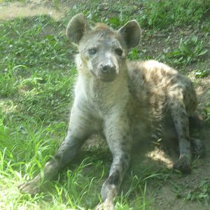 Spotted hyena July 2016