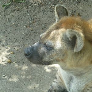 Spotted hyena July 2016