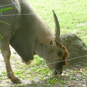 Common eland July 2016