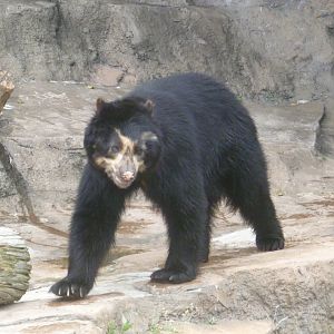 Andean bear July 2016