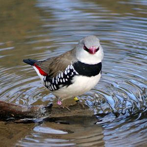 DIAMOND FIRETAIL FINCH - TROPICAL BIRDLAND 23 02 2018