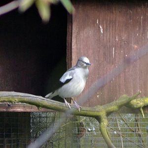 WHITE SHOULDERED STARLING 2 - TROPICAL BIRDLAND 23 02 2018