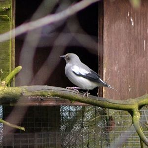 WHITE SHOULDERED STARLING 1- TROPICAL BIRDLAND 23 02 2018