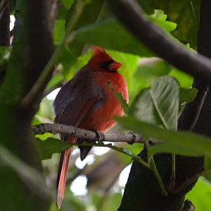NORTHERN CARDINAL - TROPICAL BIRDLAND 23 02 2018