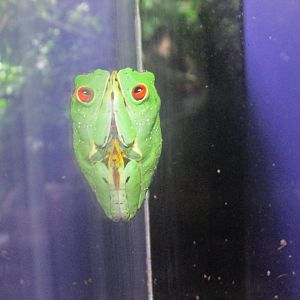 red eyed tree frog