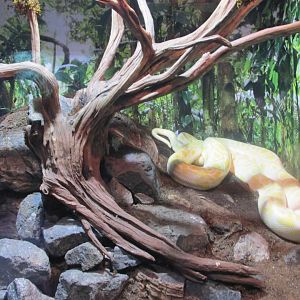 burmese python