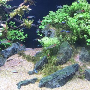 brillant rummynose tetra and neon tetra