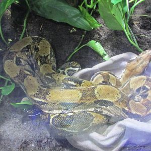 boa constrictor