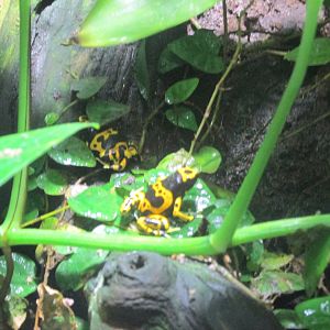 yellow banded poison dart frog