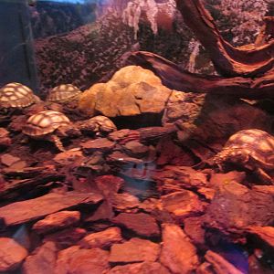 juvenile sulcata tortoises