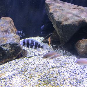 African cichlids from Lake Tanganyika