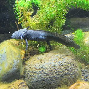 lake xochimilco axolotl