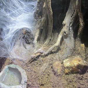 greenbottle blue tarantula