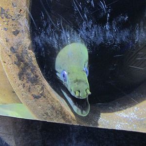 green moray