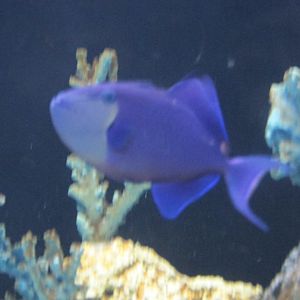 blue triggerfish