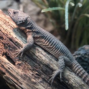 Mozambique girdled lizard