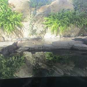 morelet´s crocodiles