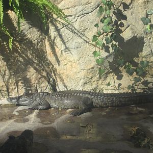 morelet´s crocodile