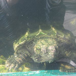 snapping turtle