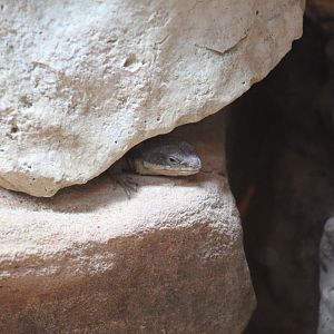 Tropical Girdled Lizard