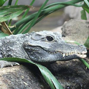 West African Dwarf Crocodile