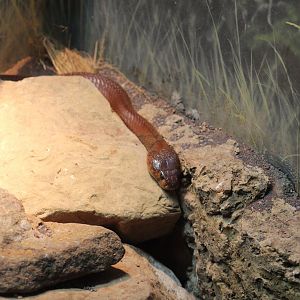 Red Spitting Cobra