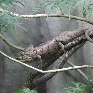 Malagasy Giant Chameleon
