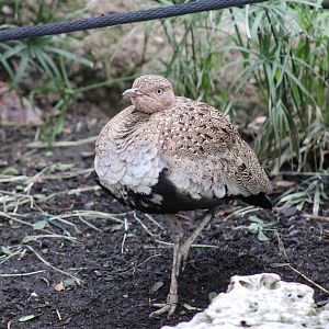 Buff-Crested Bustard