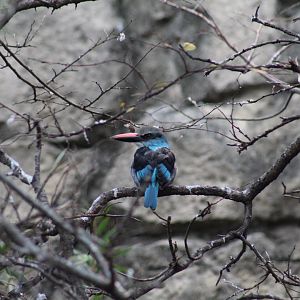 Blue-Breasted Kingfisher