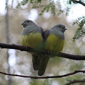 Bruce's Green-Pigeon