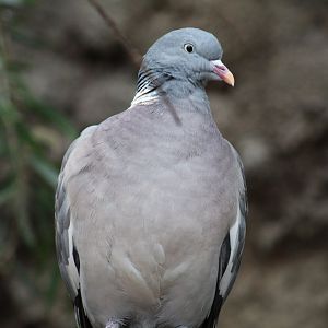 European Wood-Pigeon
