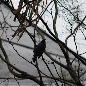 Splendid Glossy Starling