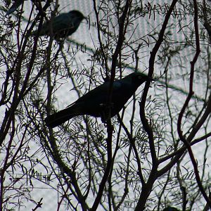 Lamprotornis purpureus??