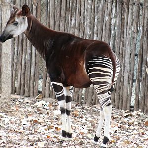 Okapi