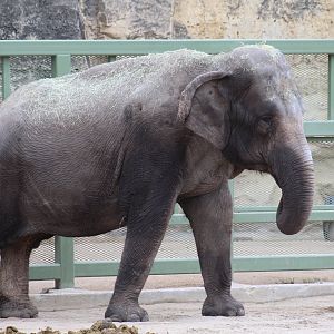 Asian Elephant