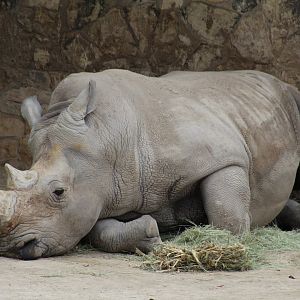 Southern White Rhinoceros