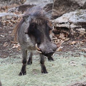 Common Warthog