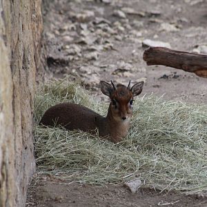Kirk's Dik-Dik