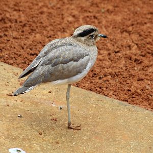 Peruvian Thick-Knee
