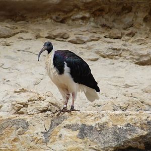 Straw-Necked Ibis
