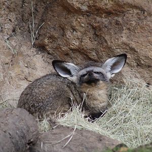 South African Bat-Eared Fox