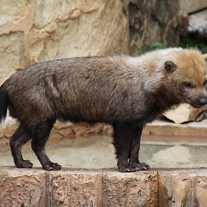 Bush Dog