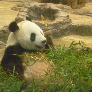 Giant panda eating July 2016